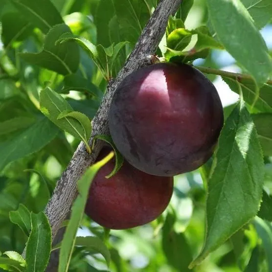 thumbnail for publication: Growing Plums in Florida